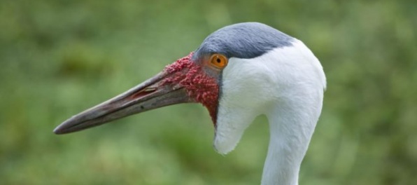 Zoo Bojnice chová tento druh po prvý raz v histórii, ide o veľmi vzácneho afrického žeriava
