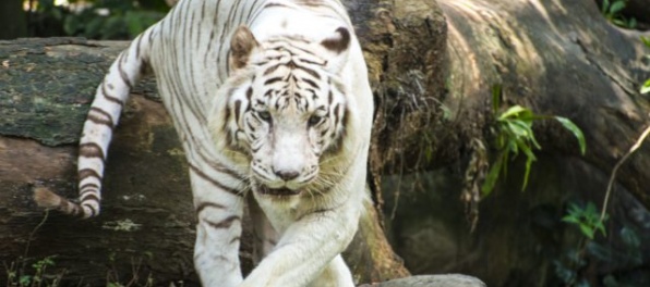 Vzácne biele tigre napadli ošetrovateľa, zraneniam podľahol