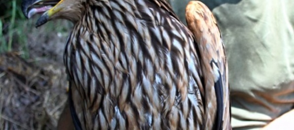 Mladá orlica Zora z východného Slovenska už navštívila štyri štáty