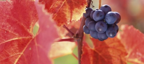 Úroda hrozna v Európskej únii je najnižšia za 36 rokov, vína bude najmenej od roku 1981