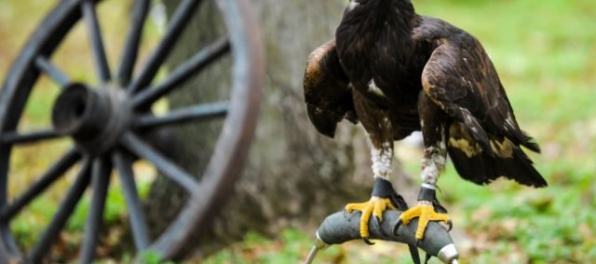 Na Kysuciach hniezdi niekoľko párov orla skalného, populácia ohrozeného dravca sa stabilizovala