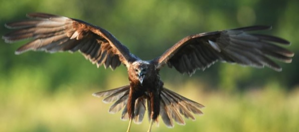 Slovenská kaňa preletela počas migrácie 750 kilometrov bez prestávky