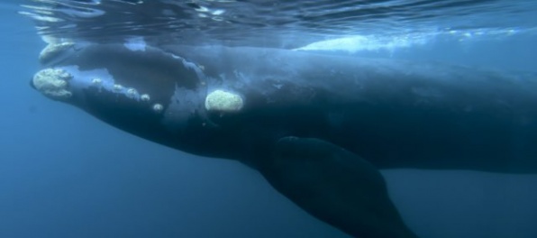 Pri pobreží Patagónie zaznamenali rekordný počet veľrýb južných