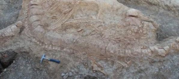 Video: V Indii našli prvú fosíliu ichtyosaura