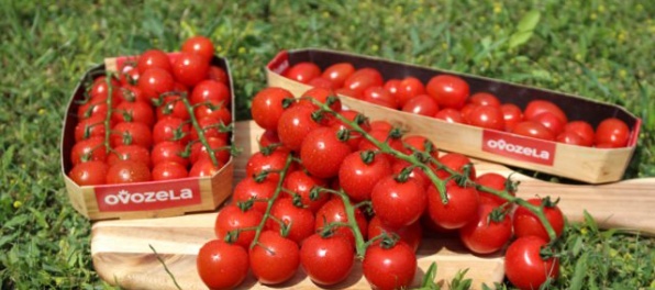 Čerstvé paradajky od slovenských farmárov aj v zime