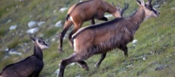 Kamzíky čaká inventúra na oboch stranách Tatier, zistia veľkosť ich populácie pred zimou