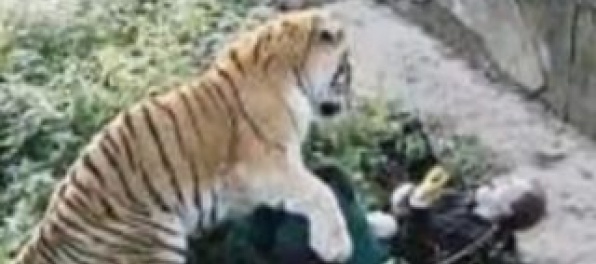 Tiger napadol zamestnankyňu zoo, návštevníci po ňom hádzali stoly a stoličky