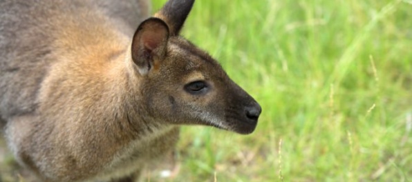Bojnická zoologická záhrada má dva nové druhy, vzácnu kenguru a damana