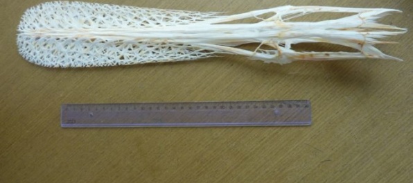 Foto: Bratislavskí colníci našli v zásielke z USA vypreparovanú lebku veslonosa amerického