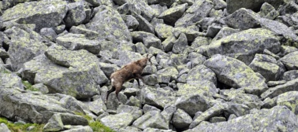 V Tatrách počítali kamzíky, ich počet od jari vzrástol