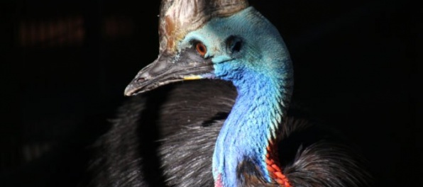 V bojnickej zoo už majú aj kazuára, je považovaný za najnebezpečnejšieho vtáka na Zemi