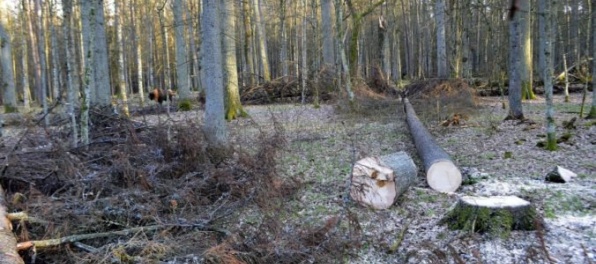 Poľsko má okamžite zastaviť výrub v Bielovežskom pralese, Súdny dvor EÚ mu pohrozil pokutou