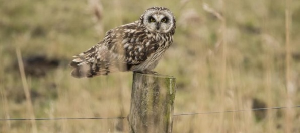 Na Slovensko prileteli myšiarky močiarne, znamenajú príchod zimy
