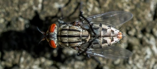 Vedci varujú, že muchy sú nebezpečnejšie, ako sme si doteraz mysleli