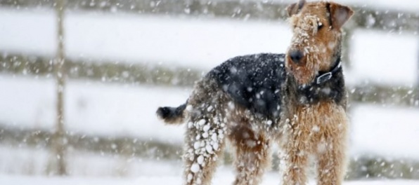 Na Slovensku bude silno snežiť, sú vydané výstrahy prvého a druhého stupňa