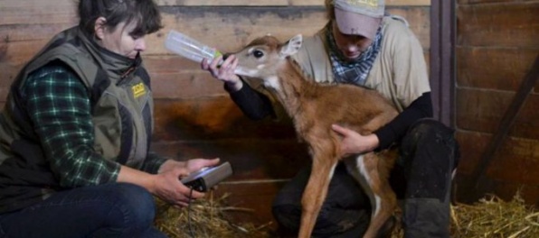 V bratislavskej zoologickej záhrade sa narodila samička antilopy nilgau