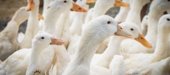 Na kačacej farme v Holandsku objavili prípad vtáčej chrípky