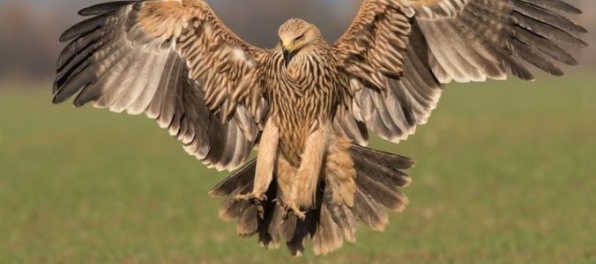 Slovenská orlica Zora navštívila od leta už šiestu krajinu, je v Rumunsku