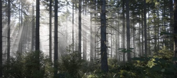 Iniciatívu My sme les podporili desiatky vedcov a ekologických odborníkov