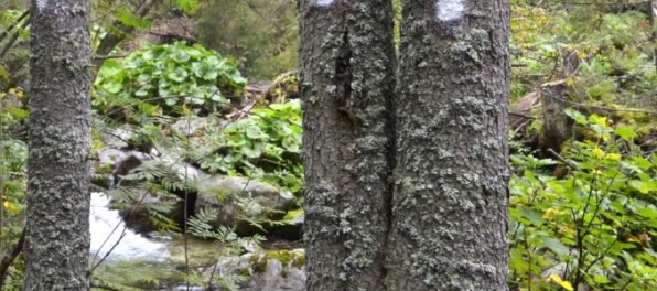 Lesníci nechcú viac bezzásahovosti v lesoch, o ktoré sa chcú starať sami
