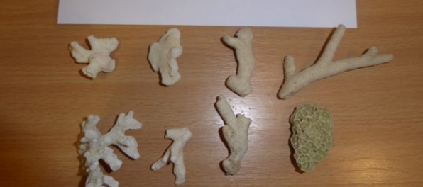 Slovák chcel z Bangkoku previezť chránené koraly, v Bratislave sa dostali do rúk colníkov