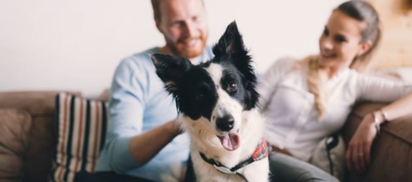 Čokoláda môže psom privodiť aj smrť, varujú britskí veterinári