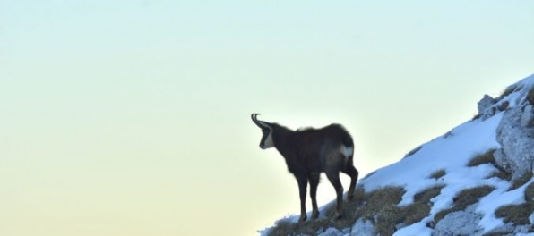 V Tatrách zahynulo jedenásť kamzíkov, dôvodom zľadovatený terén aj nezodpovední turisti