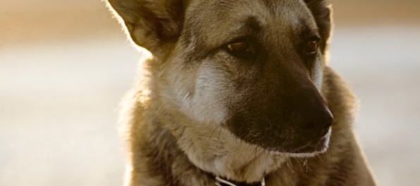 Zviera už nebude len vec, novela zákona má zabrániť nelegálnemu obchodu aj so psami