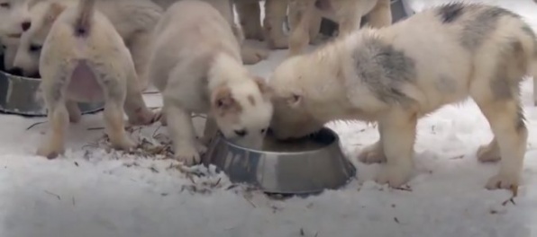 Video: Ruská armáda v novoročnom videu predstavila svoje budúce posily, sú to malé šteniatka