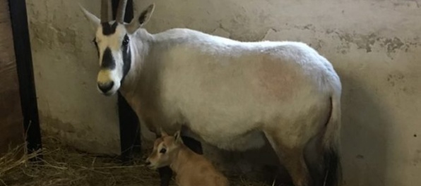 V bratislavskej zoologickej záhrade sa narodil samček oryxa arabského