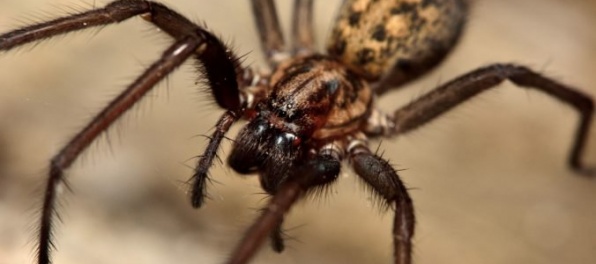 Muž sa pokúšal zabiť pavúka, podpálil si byt