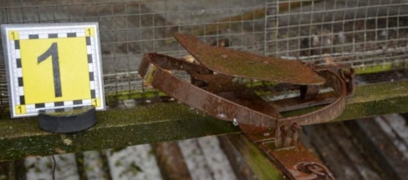 Video: Dvaja muži chytali zver do kovových pascí, teraz čelia obvineniam