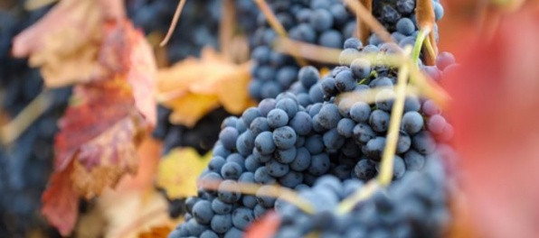 Na Slovensku je záujem o nové vinohrady, ale vinohradníci majú problém získať plochy