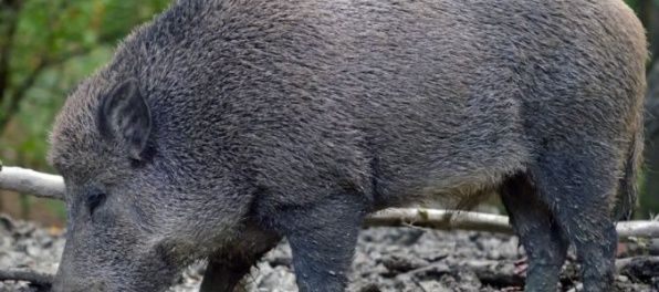 Africký mor ošípaných sa stále nedarí potlačiť, poľovníci navrhujú zásadne znížiť počet diviakov