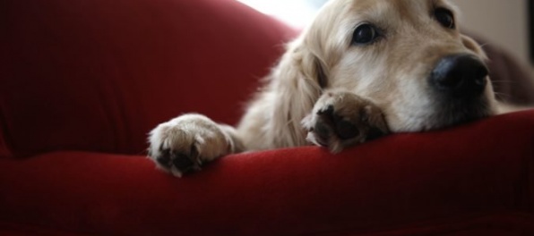 Každé živé zviera by malo byť vnímané ako bytosť a nie ako vec, navrhujú poslanci za SaS a Poliačik