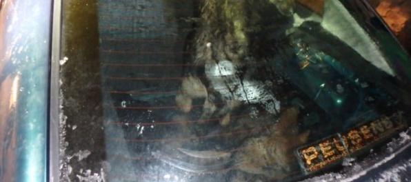 Foto: Šofér s autom plným kradnutých psov nafúkal takmer päť promile