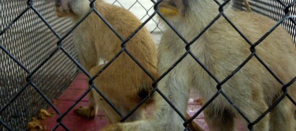 V Číne vyklonovali prvé primáty, makaky dlhochvosté