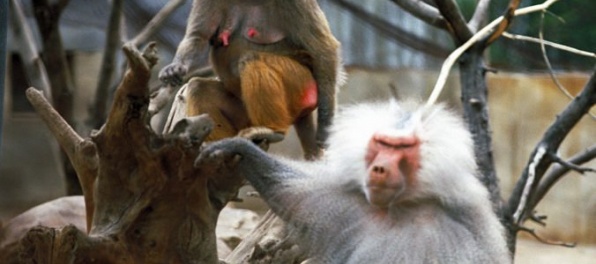 Z Parížskej zoo utiekli štyri paviány, návštevníkov museli evakuovať