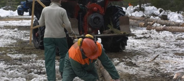 Aktualizované: Starostovia píšu na ministerstvá, žiadajú zastaviť výrub v lesoch v okolí Bratislavy