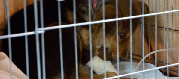 Ženu obvinili pre týranie psa, mesiac bol bez stravy o vody priviazaný metrovou reťazou o stĺp