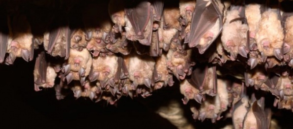 V Slovenskom krase počítajú netopiere zimujúce v jaskyniach, sledujú početnosti jednotlivých druhov
