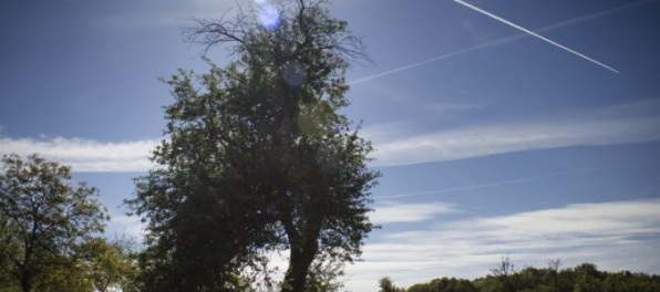 O titul Európsky strom roka bojuje 13 stromov, Slovensko zastupuje bošácka jabloň