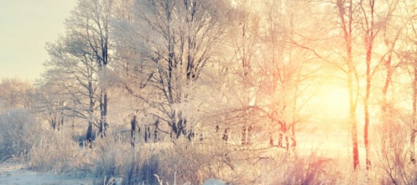 Január priniesol na Slovensku teplotné rekordy, počasie spôsobilo prebúdzanie sa do vegetácie