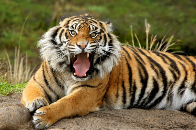 Tiger na stavbe v Indonézii zabil jedného človeka, zomrel v dôsledku vykrvácania