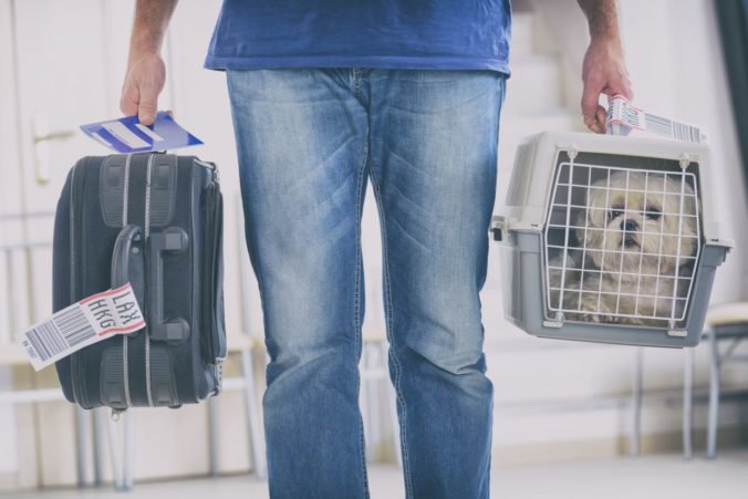 Posádka lietadla umiestnila psa do priestoru príručnej batožiny, po pristátí ho našli mŕtveho