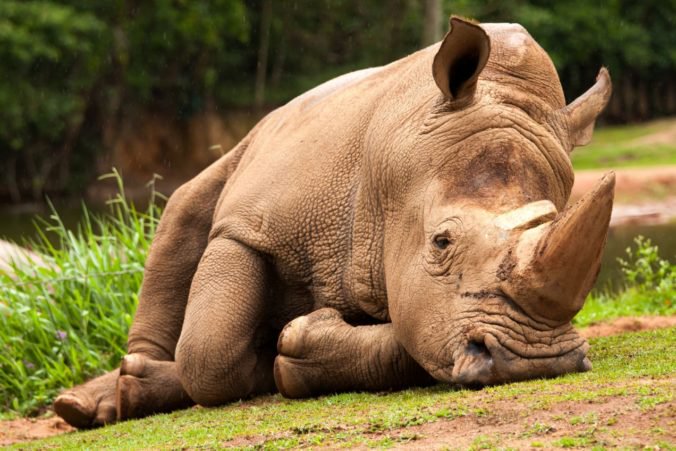 Zomrela celebrita medzi nosorožcami, ktorú nazvali aj najžiadanejším slobodným mužom na svete