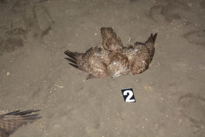 Na Slovensku našli dalšie otrávené orliaky morské, odborníci a polícia vyzývajú ľudí o pomoc