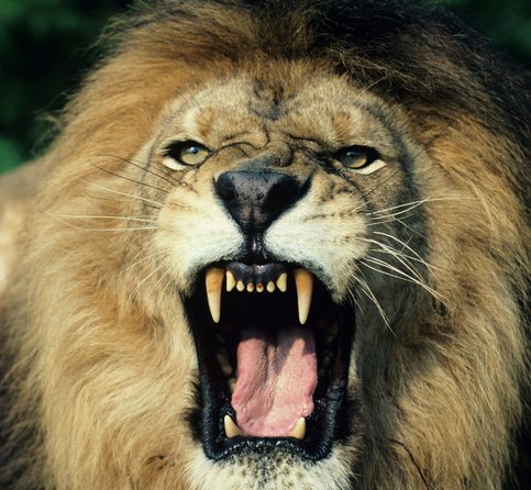 Zamestnanca ZOO zabil lev, nezatvoril mu bránu na výbehu