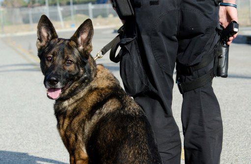 Služobným psom madridskej polície v Španielsku zabezpečia muzikoterapiu
