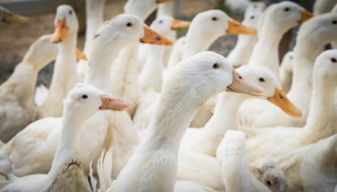 Na Slovensku sa po roku opäť objavila vtáčia chrípka, chovatelia majú byť opatrnejší